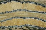 Mammoth Molar Slice With Case - South Carolina #377849-2